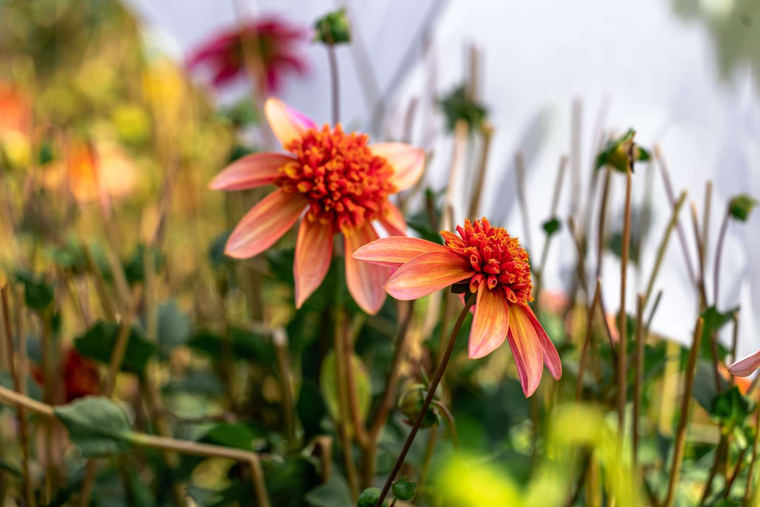 Daalia 'Totally Tangerine'